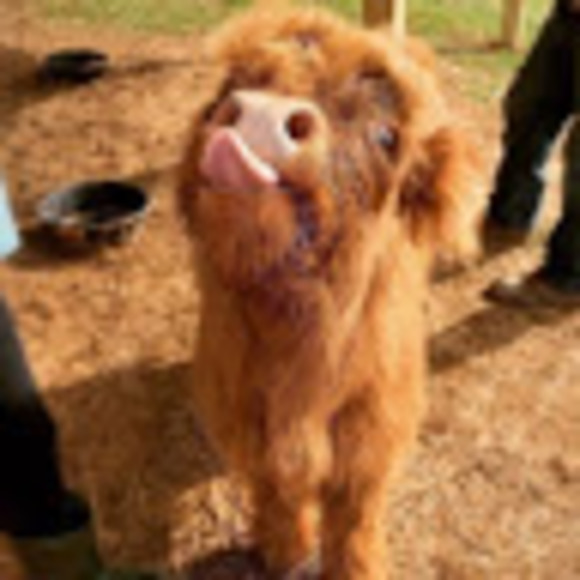 Meet your Posher, Gabriella - Picture 1 of 1